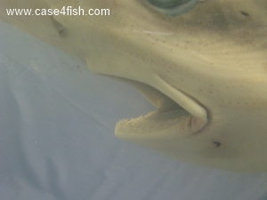 Foto Galerie/Carcharhiniformes/Galeorhinus galeus/Galeorhinus galeus_03_S.jpg